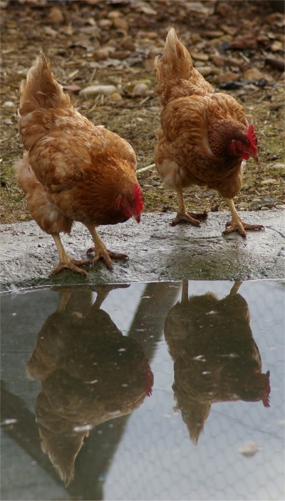 Gallina Ovaiola