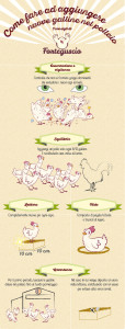 Come aggiungere nuove galline nel pollaio